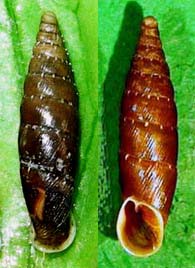 Tabella della Famiglia Clausilidae